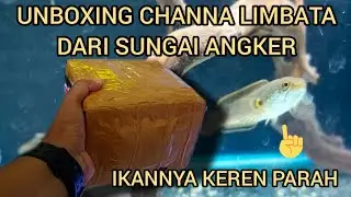 UNBOXING CHANNA LIMBATA DARI SUNGAI ANGKER ‼️ IKAN WC TAPI KELAS KONTES GUYS.