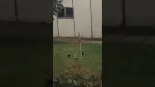 Magpies playing  totem tennis