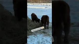 Zimowe zabawy maluch&oacute;w #agroturystyka #nadmorzem #jastrzebiagora #highland #zima #zabawa