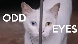 KUCING LEGENDA ! punya 2 warna mata berbeda
