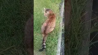 Cat Marfa on the grass
