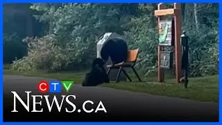 Two black bears steal the show at a golf course in Golden, B.C.