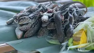 Exotic Lizard Hot Pot Recipe | Unique and Delicious Wild Food Cooking - Food Boys