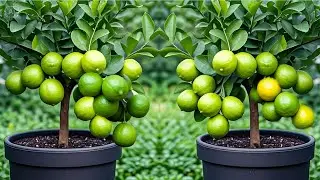 Unlocking the Secret to Perfect Lemons Lemon Breeding Technique Using Coca Cola Revealed!
