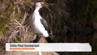 Little Pied Cormorant or Little Shag (Microcarbo melanoleucos) / Australische Zwergscharbe [4]