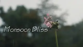 Monsoon Bliss
