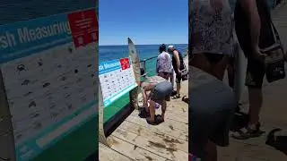 Adelaide #youtube #beach #beachlife  #adelaide #australia #peacefulmoments #natureshorts #calmvibes