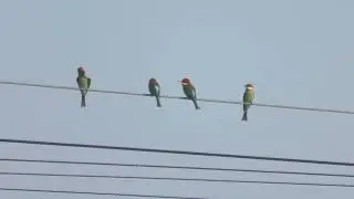 Сhestnut headed bee eater  (Merops leschenaulti) Буроголовая щурка