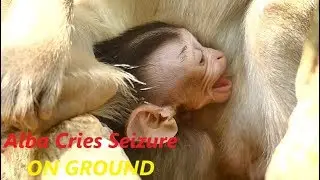 Poor Baby Monkey Alba Cries Seizure On Ground | So Pity Alba So Hungry Milk | Monkey Crying