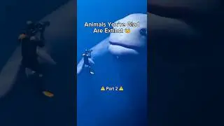 Animals You&rsquo;re Glad Are Extinct😰 Pt. 2