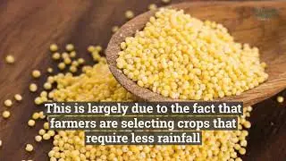 Despite a second consecutive deficient monsoon, India is poised for a record harvest
