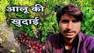 आलू की खुदाई आज करना है ||purusottam tech ❤️❤️