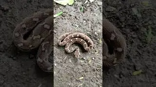 Saw Scale Viper Making Dog Aggressive.