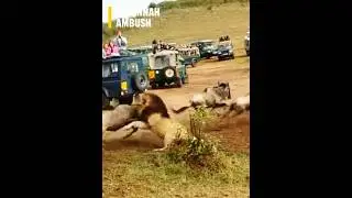 In the wild, survival is everything.
