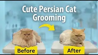 Calmest Persian Cat Grooming 😻✂️ | You Won&rsquo;t Believe How Relaxed This Cat Was Even Calmer Than Dogs!