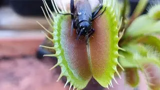 Large Venus Flytrap consumes large Cricket