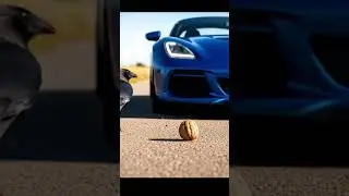 Smart Crow Uses Traffic to Crack a Walnut 🐦🧠