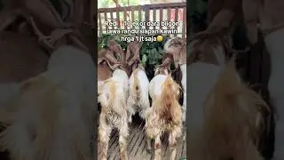 Paket borongan siapan kawin jenis bligon superan 10 ekor borong 1jt saja😃 #mudajayafarmponorogo