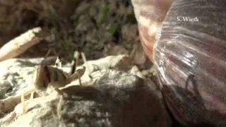 Grasshopper Nymphs -- hemimetabolic insects