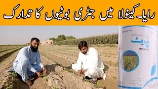 Pre and Post emergence weed control in Canola | Bilal Kanju Official