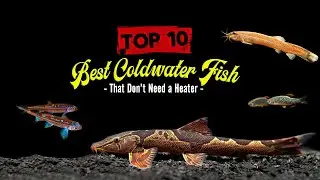 Best Cold Water Fish That Don&rsquo;t Need A Heater