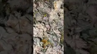 My chemdawg strain Detroit his