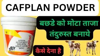 Cafplan Powder || बछडो के विकास, वजन बढाणे के लिए