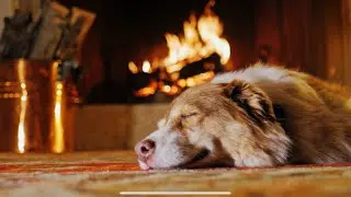 Deep Sleep Fireplace Sounds with a Cozy Sleeping Dog (No Music)