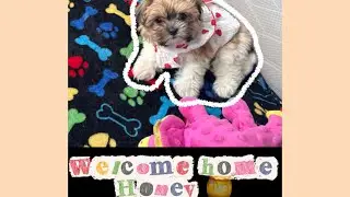 Bringing Home Honey 🍯 | Our 3-Pound Puppy Meets Her Three Shih Tzu Sisters 