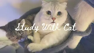 Study With Cat | Happy Cafe Lounge Music Playlist WFH BGM