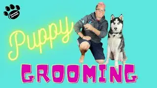 How to Brush Your Puppy/Dog Grooming/Palm Springs Dog Training/Professional Dog Training!