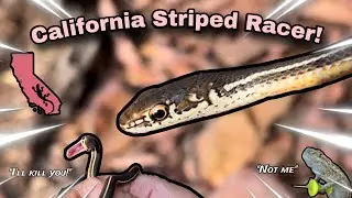 All About the California Striped Racer Snake | Masticophis lateralis