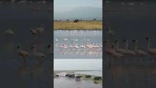 Amboseli National Park
