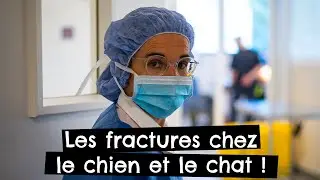 Les fractures chez le chien et le chat ! 🐶 🐱