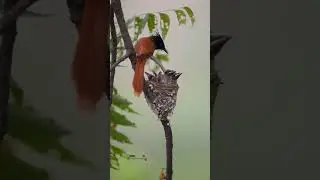 The state bird of Madhya Pradesh is the Asian Paradise Flycatcher(16/06/2025)