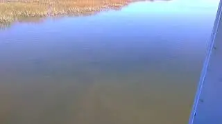 Big school of mullet