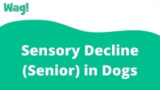 Sensory Decline (Senior) in Dogs | Wag!