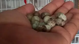 pássaros inférteis oque fazer para solucionar  !