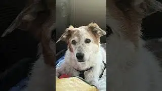 My Dog Died Today😔 #sad #dog #loss #depression #crying