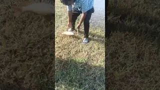 Rahu on the Line: Fishing Thrills Like Never Before#viral #viralshort #rahufish #fishing