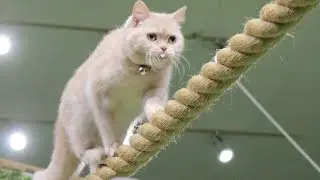 やっぱりなかなか見れない猫によるショー　ザ・キャッツ　那須どうぶつ王国へ行って来ました！４Ｋ　（音声カット版）