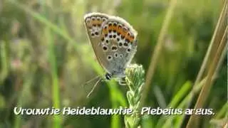 Vlinders van Nederland. Deel 5: Knappe Kleintjes: 3 Blauwtjes & 2 Pages & 1 Special Extra!
