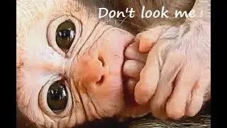 Adorable Cute Baby Monkey Pink Face ! Daniela Show Shy Face Very Pink.