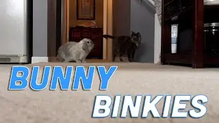 Bunny Binkies & Zoomies! Adorable Floppy-eared Rabbit Runs and Jumps Down the Hall