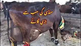 Biggest Cow of Janwar Mandi Doli Shaheed | This Week