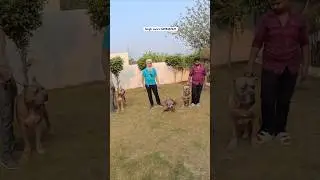 Biggest Cane Corso🦁kennel in Asia🤯#canecorso#dog#viral#shorts