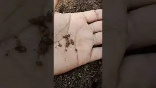 How to Identify Earthworm Eggs #earthwormeggs@farmersnest