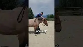 Unorthodox Horse Training: Yield, Relax, & Build Trust! #shorts