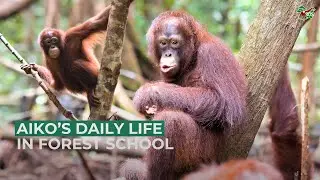 AIKO'S DAILY LIFE IN FOREST SCHOOL!