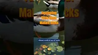 5 Incredible Facts About Mallard Ducks You Never Knew! 🦆
